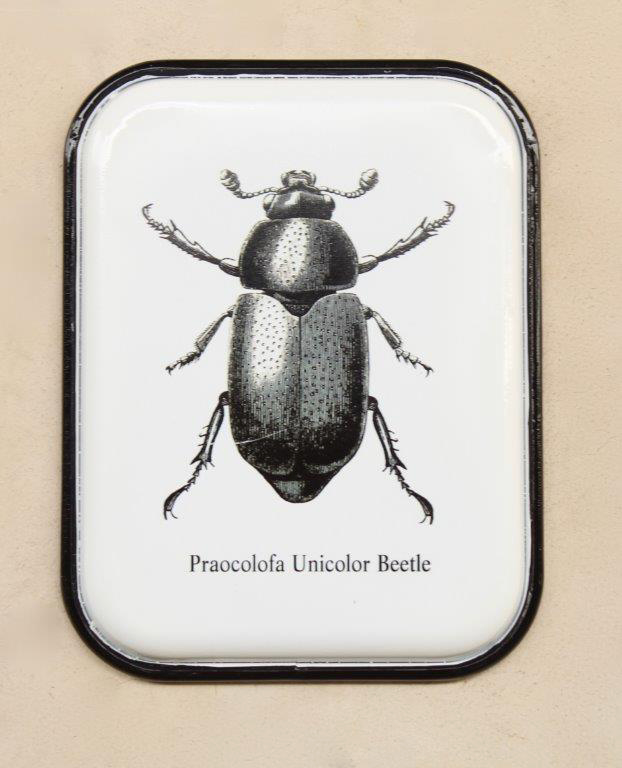 Unicolor Beetle Enamel Plaque